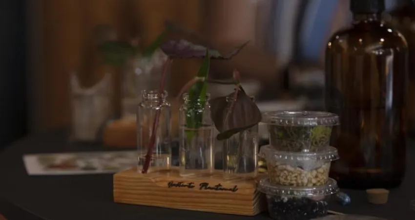 TALLER / Cuidado de esquejes